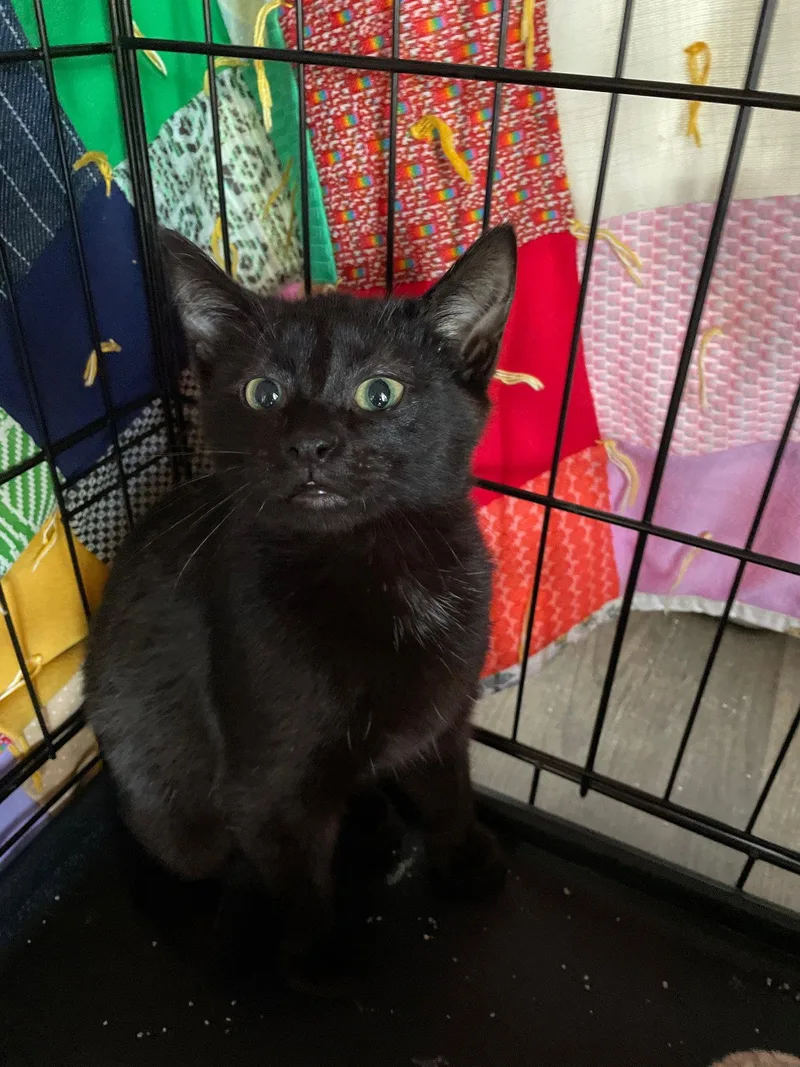 A baby medium-sized male Black Domestic Short Hair cat named Gucci for adoption in Island Lake, IL
