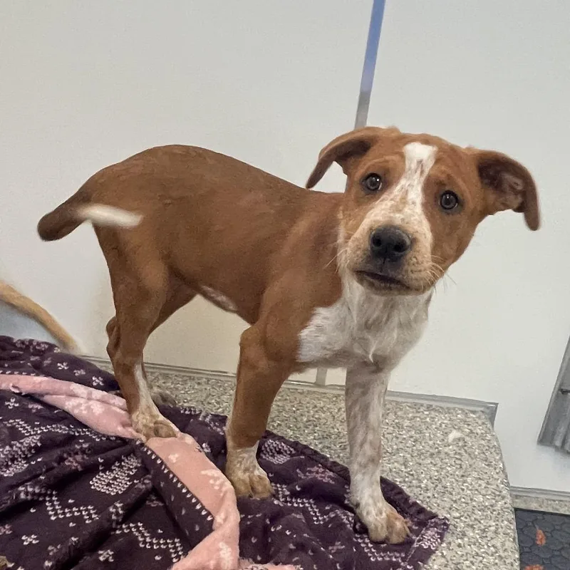 A baby medium-sized female Red / Chestnut / Orange Hound dog named Konnichiwa for adoption in Kanab, UT