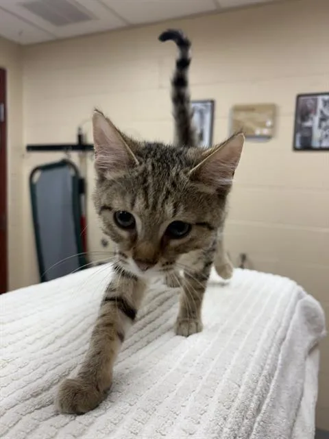 A baby medium-sized male Domestic Short Hair cat named Moonwind for adoption in Aliquippa, PA