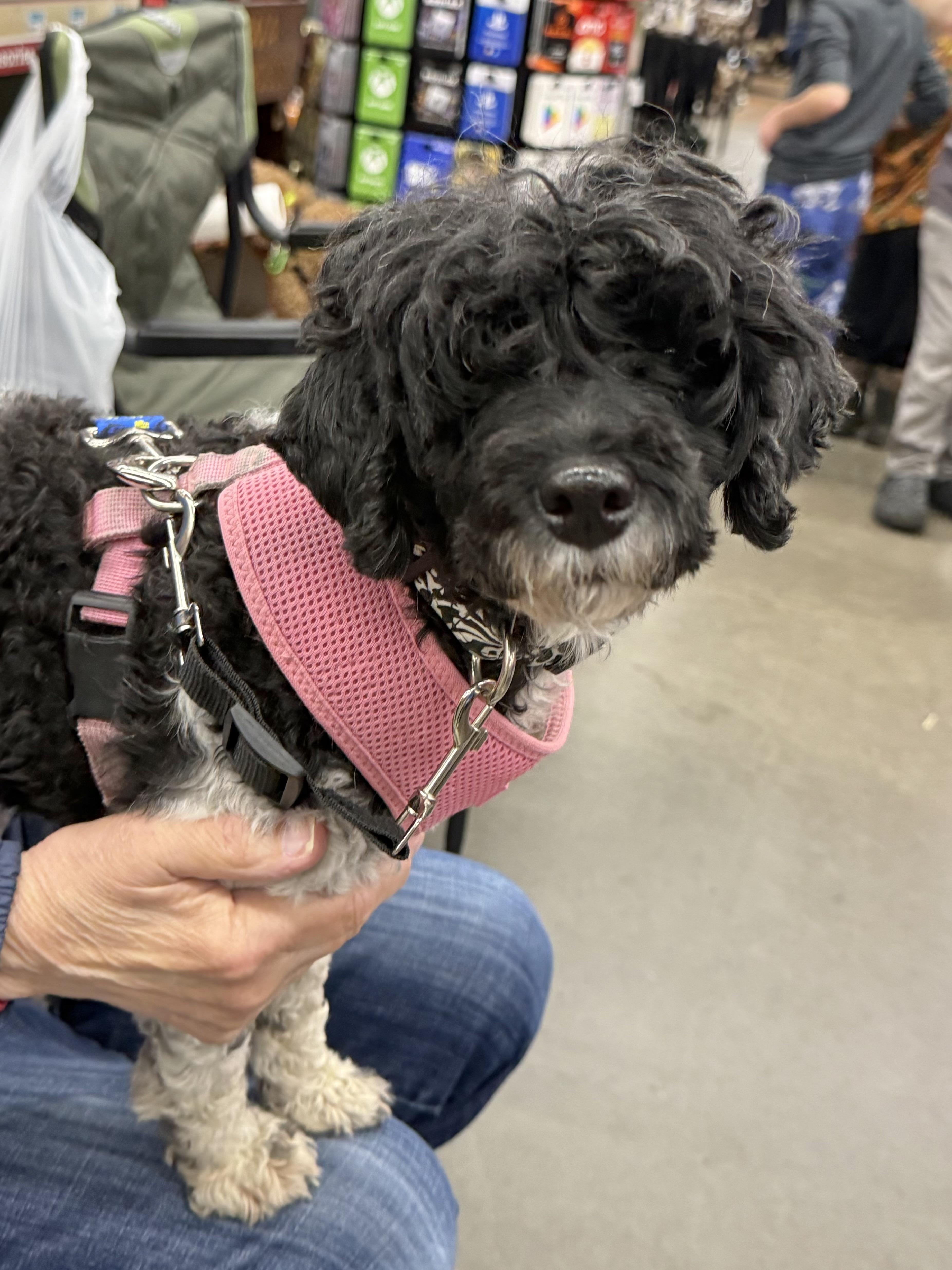 A young medium-sized female Miniature Poodle dog named Stassi for adoption in Havertown, PA