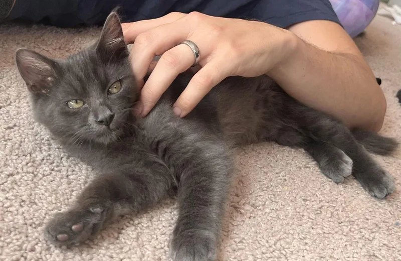 A baby medium-sized male Gray / Blue / Silver Domestic Short Hair cat named Ash for adoption in San Jose, CA