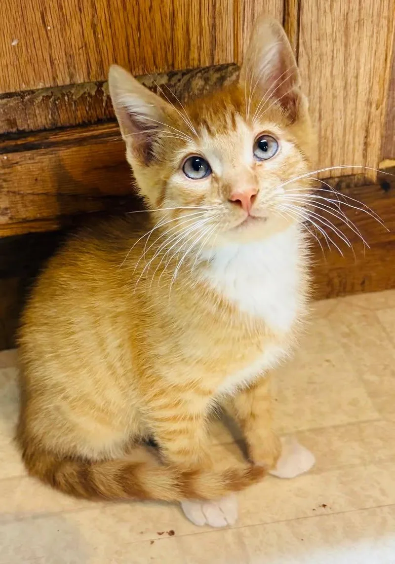 A baby medium-sized male Orange & White Domestic Medium Hair cat named Roux for adoption in Fort Payne, AL