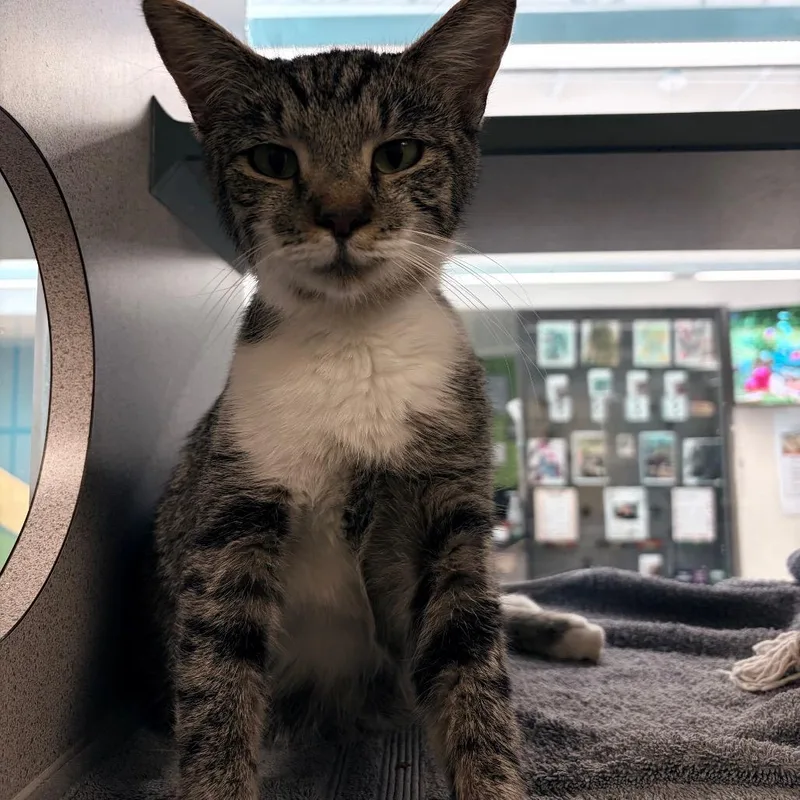 A young small-sized female Gray / Blue / Silver Domestic Short Hair cat named Miss Kay for adoption in Red House, WV