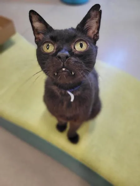 An adult medium-sized male Domestic Short Hair cat named Amberclaw for adoption in El Cajon, CA