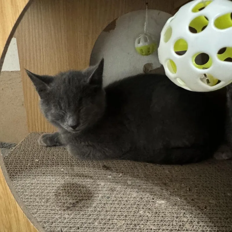 A baby medium-sized male Domestic Short Hair cat named Ziggy for adoption in China Township, MI