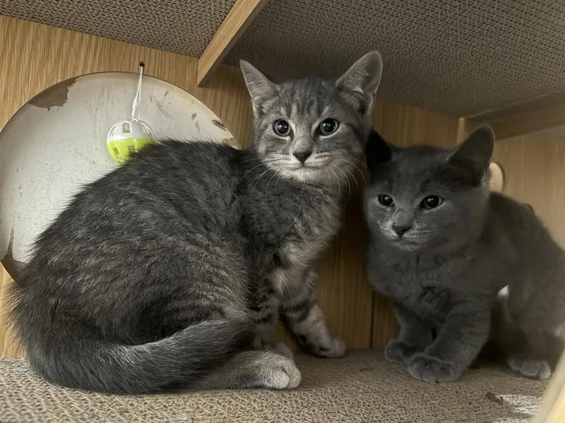 Ziggy thumbnail 2