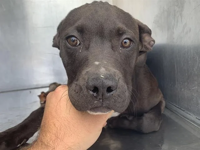 A baby small-sized female Pit Bull Terrier dog named Jones for adoption in Sacramento, CA