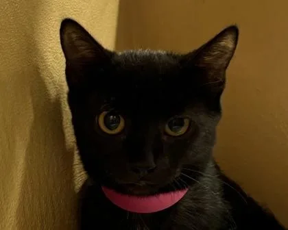 A baby small-sized female Domestic Short Hair cat named Ivy for adoption in West Seneca, NY