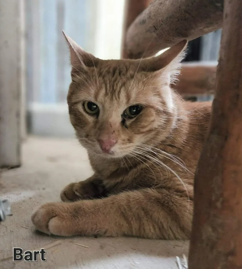 An adult medium-sized male Domestic Short Hair cat named Bart for adoption in El Dorado, AR