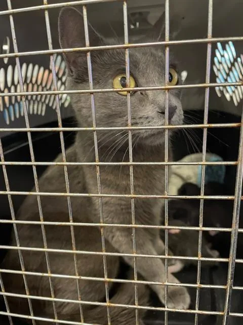 An adult large-sized female Domestic Short Hair cat named Sable for adoption in Palmetto, FL