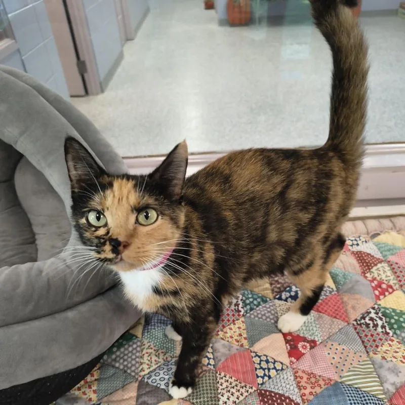 An adult medium-sized female Tortoiseshell Domestic Short Hair cat named Feeney Meet me at for adoption in Buffalo, MN
