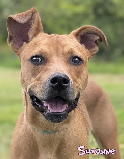 An adult medium-sized female Shepherd dog named Suzanne for adoption in Mason, MI