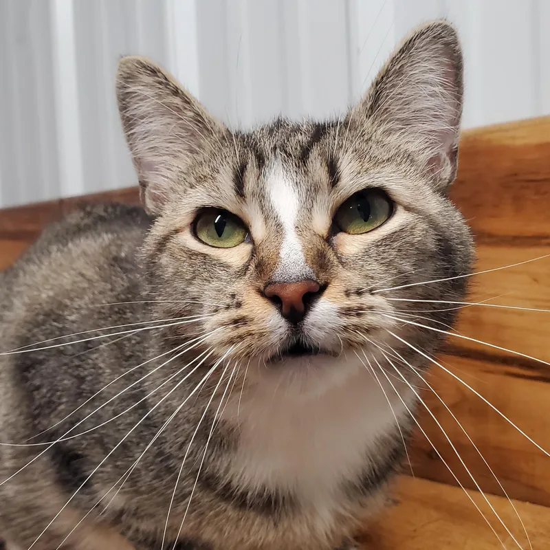 An adult medium-sized female Tabby (Brown / Chocolate) Domestic Short Hair cat named Jemma for adoption in Marseilles, IL