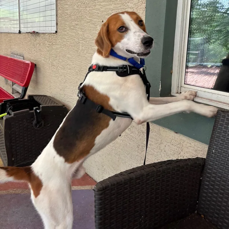 An adult medium-sized male White / Cream Mixed Breed dog named Johnny Cash for adoption in Titusville, FL