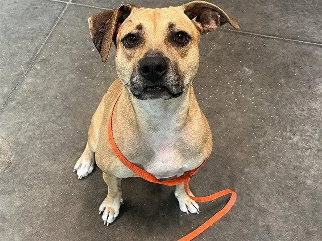 An adult medium-sized female Black Mouth Cur dog named Jackie for adoption in Tavares, FL