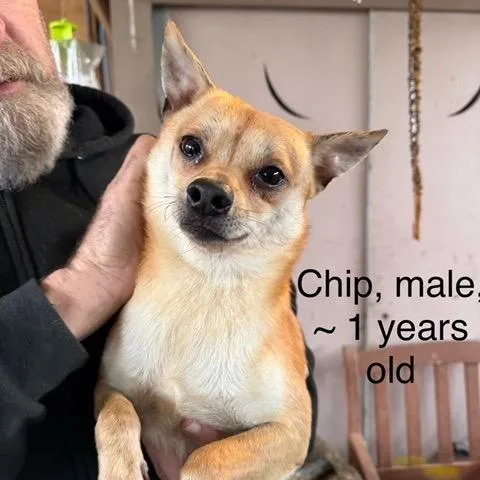 An adult small-sized male Golden Chihuahua dog named Chip for adoption in Bend, OR