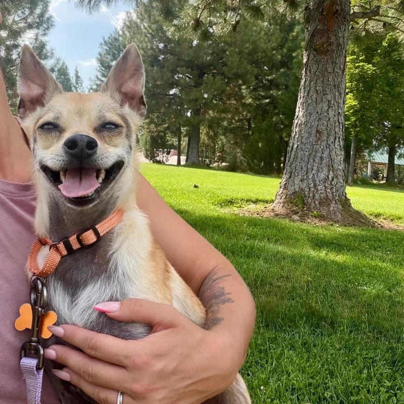 Chip thumbnail 6