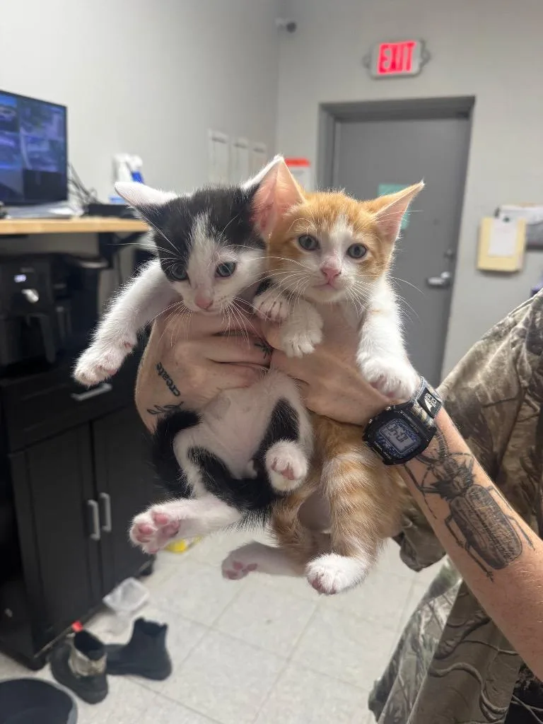 A baby medium-sized male Domestic Short Hair cat named Erikson for adoption in Sorrento, LA
