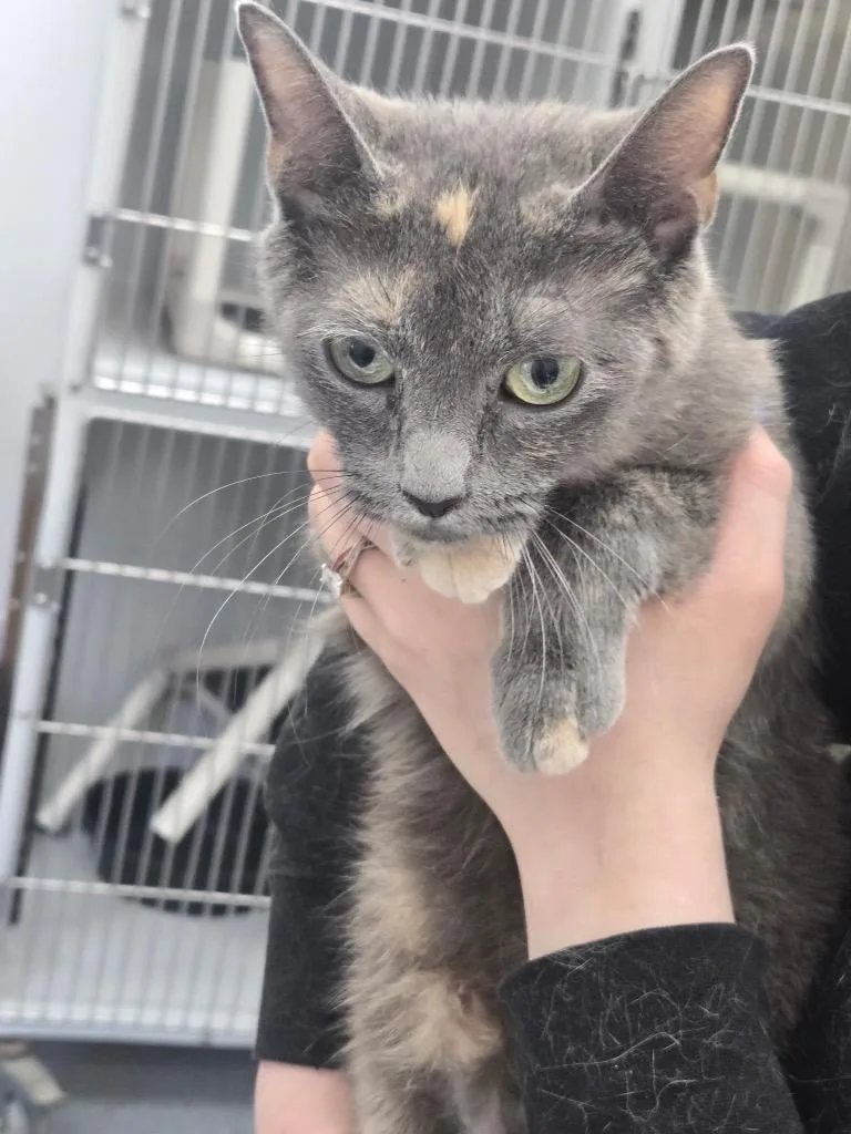 A young medium-sized female Domestic Short Hair cat named Mimi . for adoption in Cambridge, MD