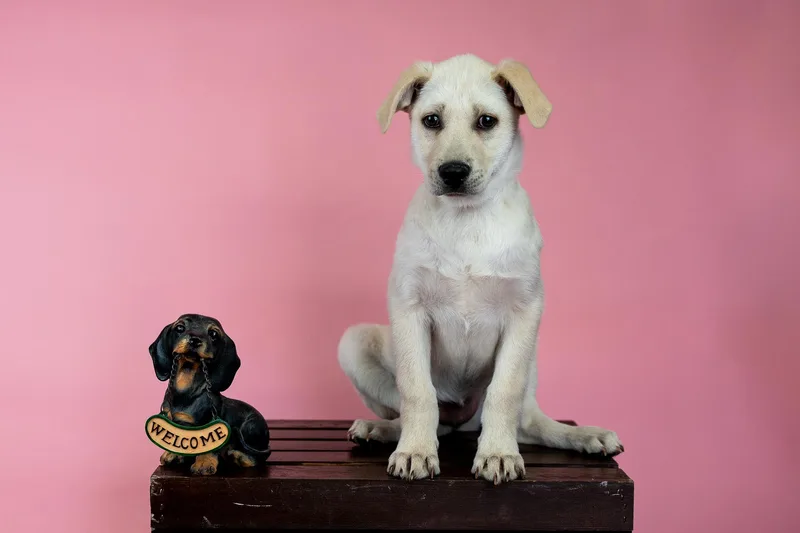 A baby medium-sized female Labrador Retriever dog named 631-26 for adoption in Brighton, CO
