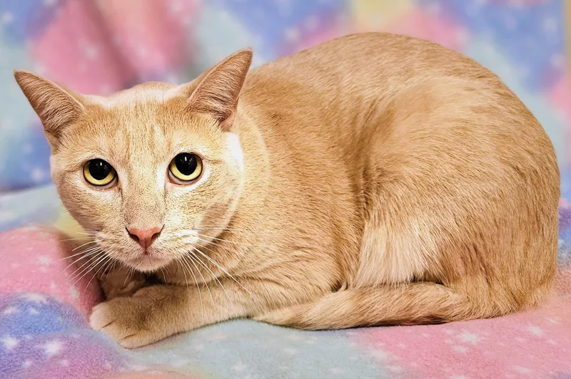 An adult medium-sized male Tabby (Orange / Red) Domestic Short Hair cat named Simba Rancho Cucamonga for adoption in Yorba Linda, CA