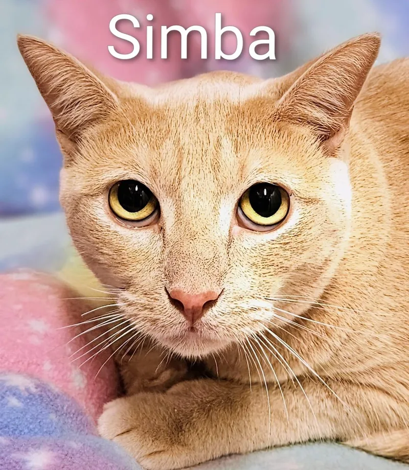 Simba  Rancho Cucamonga thumbnail 4