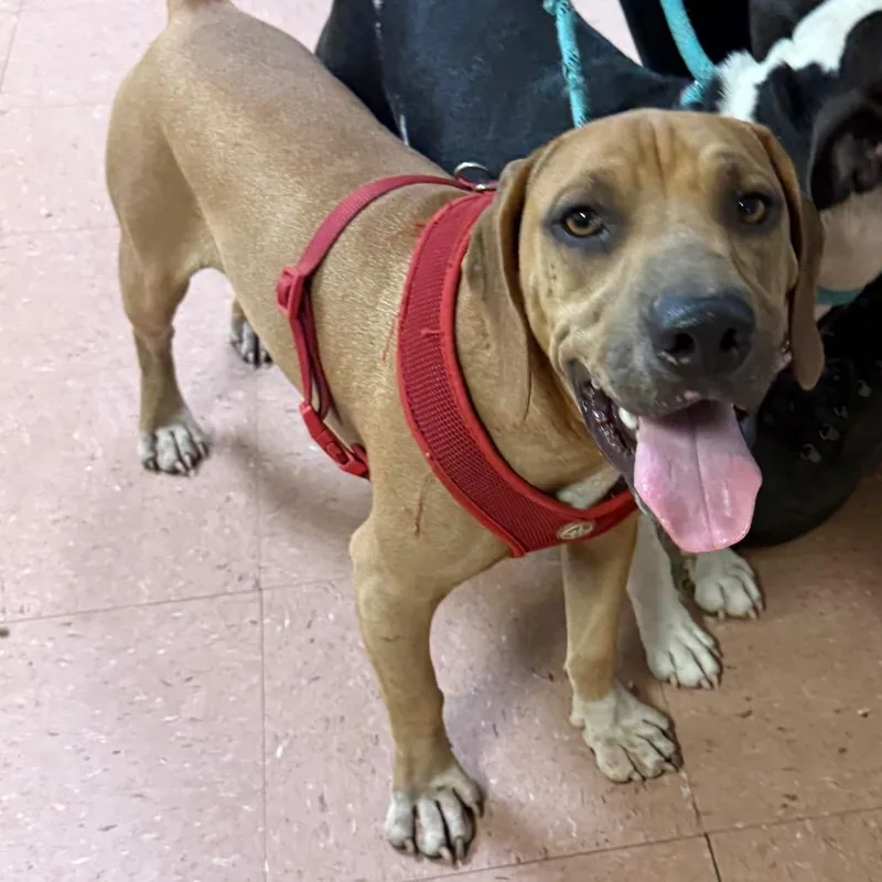An adult medium-sized male Beagle dog named Jack for adoption in Fort Smith, AR