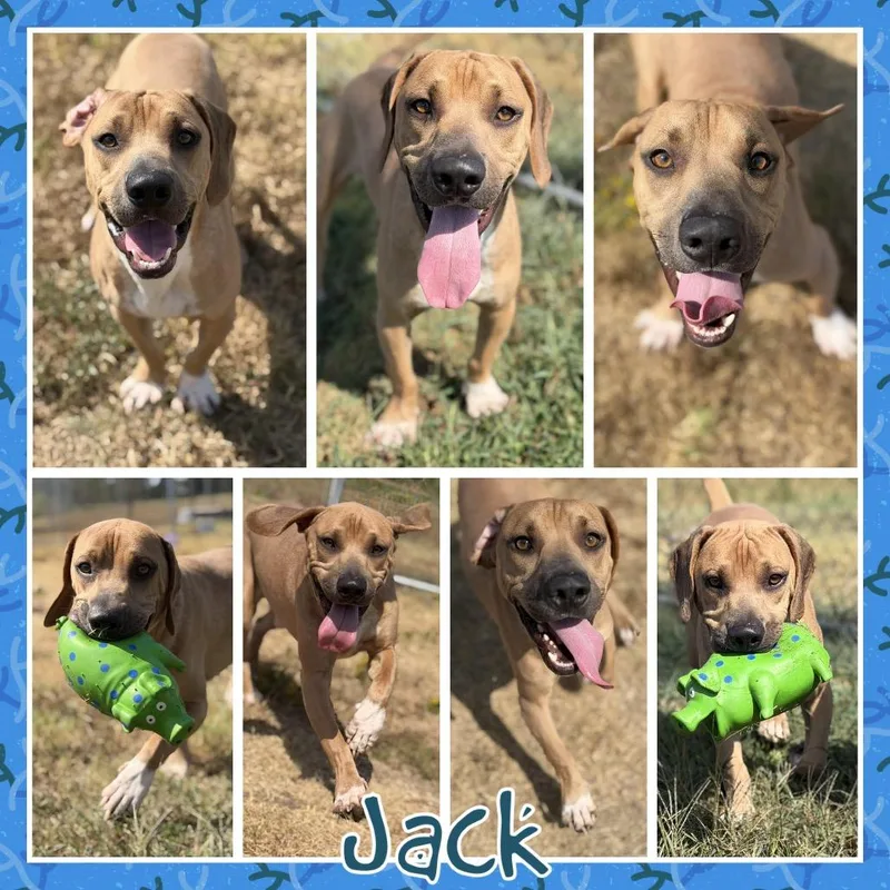 Jack thumbnail 2
