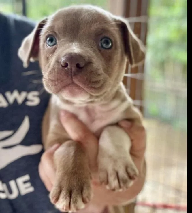 A baby large-sized female Mixed Breed dog named Cannoli for adoption in Groveland, MA