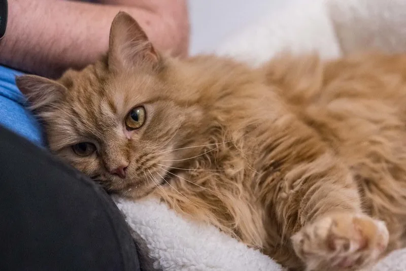 An adult medium-sized female Orange / Red Persian cat named Peaches for adoption in Baltimore, MD