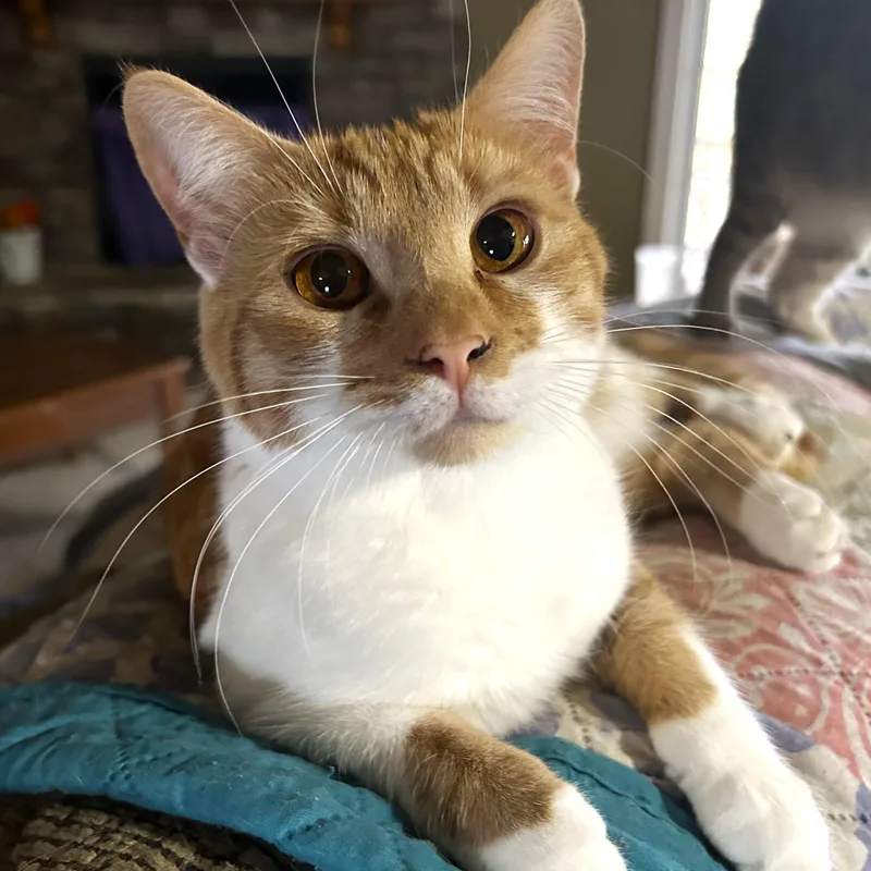 A young medium-sized male Tabby (Orange / Red) Tabby cat named Raffa for adoption in Smithfield, NC