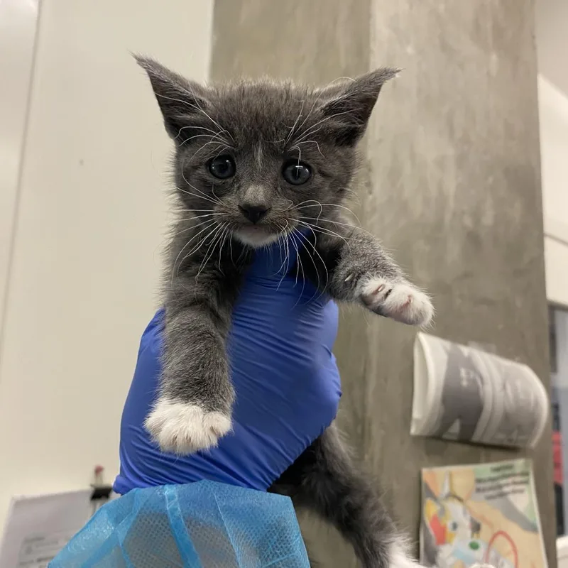 A baby small-sized female Gray / Blue / Silver Domestic Short Hair cat named Hepburn for adoption in Los Angeles, CA