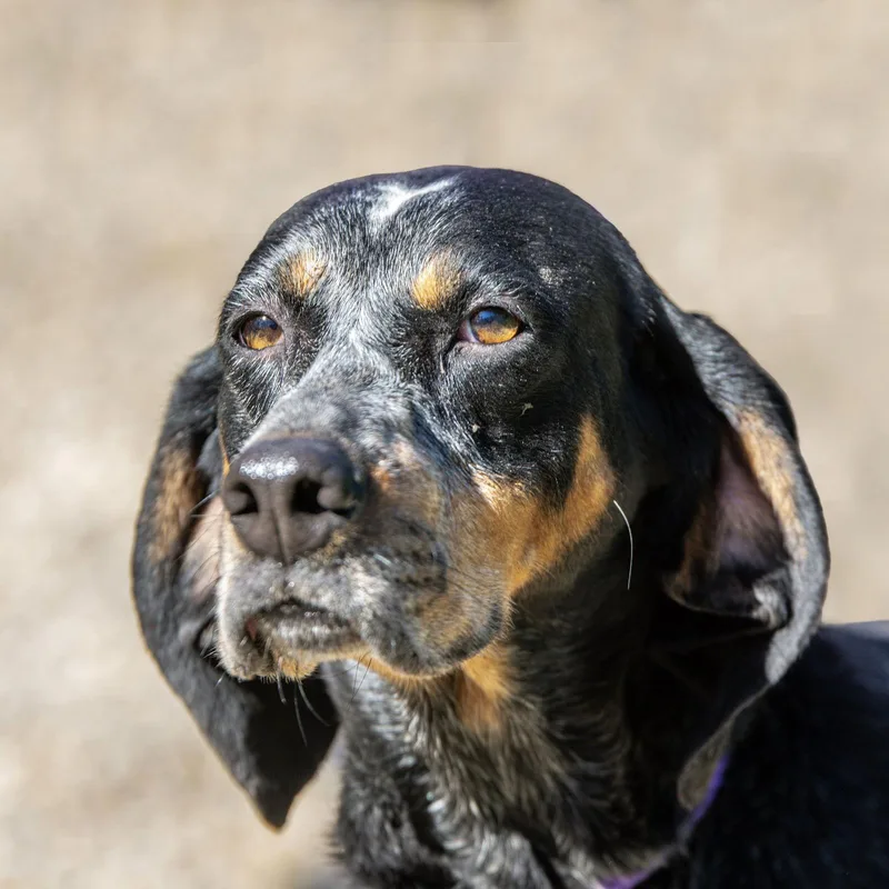 Sassafras thumbnail 2