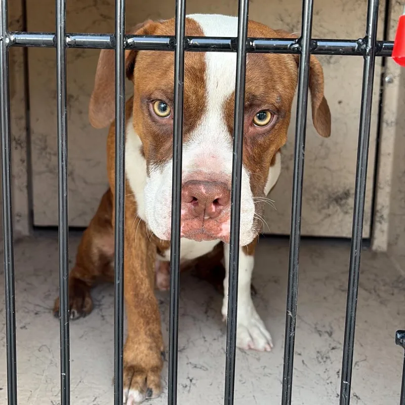 A young small-sized male Boxer dog named HACCStray_ for adoption in Henderson, NV