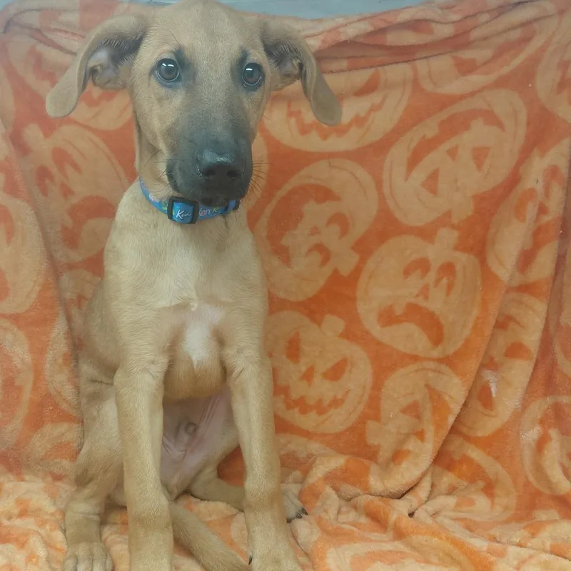A baby small-sized male Shepherd dog named Cosette for adoption in New Tazewell, TN