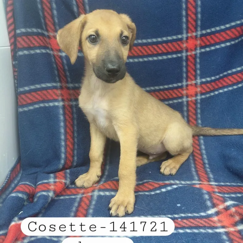 Cosette thumbnail 2