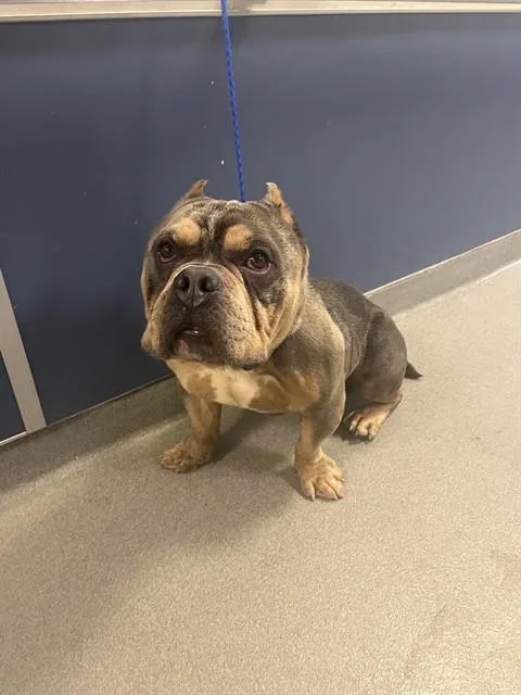 An adult large-sized male American Bulldog dog named Charlie for adoption in Miami, FL