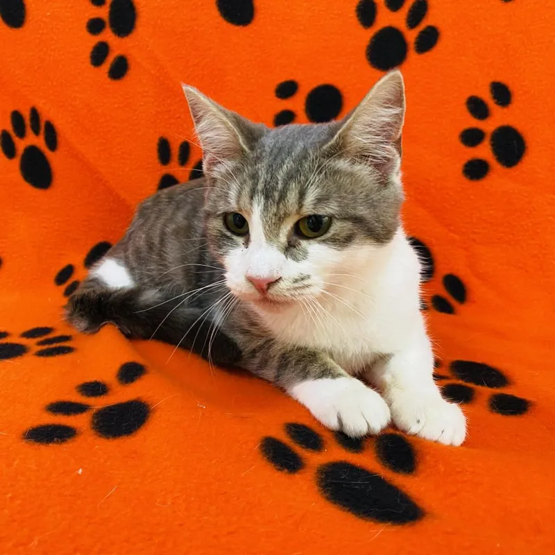 An adult medium-sized female Brown / Chocolate Domestic Short Hair cat named Rain for adoption in Deerfield, IL