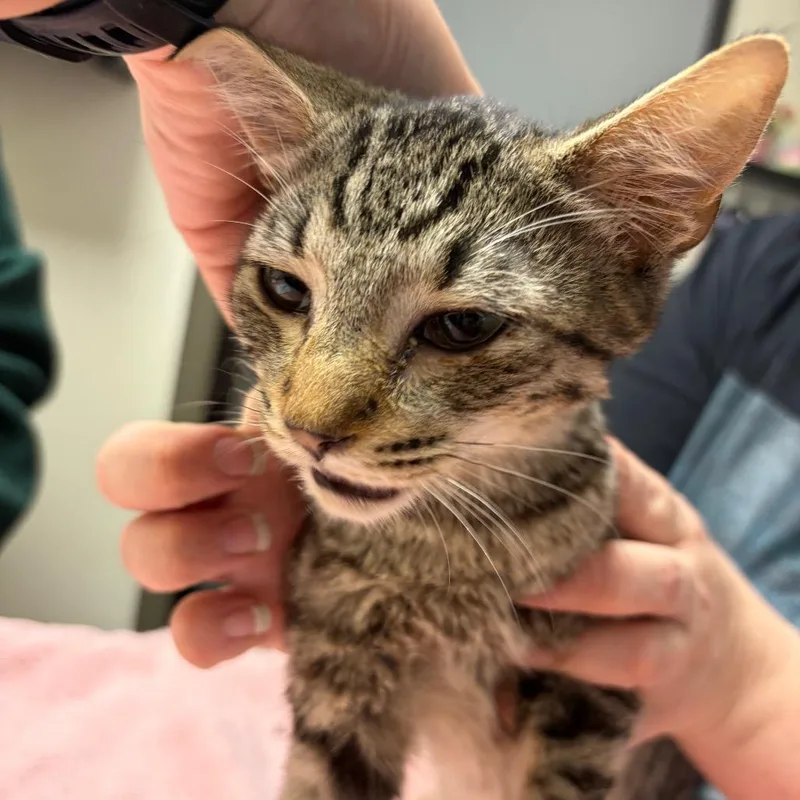 A baby small-sized male Domestic Short Hair cat named Toast for adoption in Red House, WV