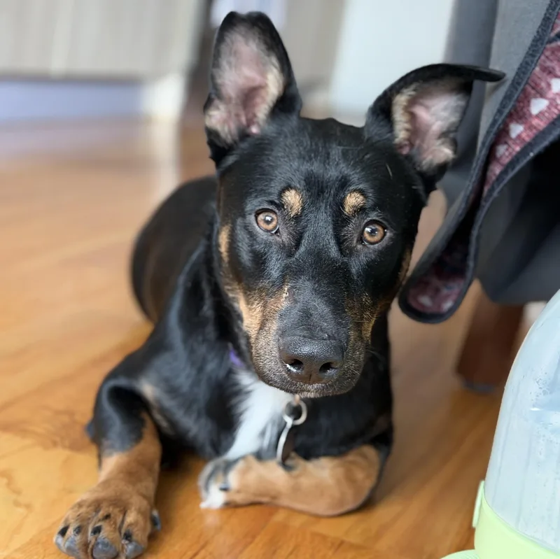 Bosco