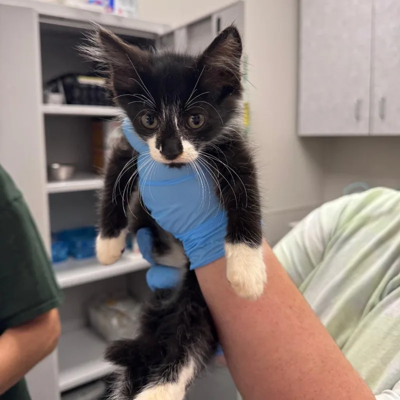 A baby small-sized male Black Domestic Long Hair cat named Pumba for adoption in Columbiana, AL