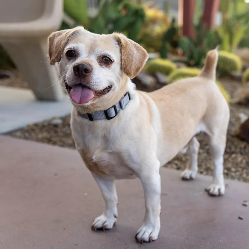 An adult medium-sized male Yellow / Tan / Blond / Fawn Pug dog named October for adoption in Palm Springs, CA