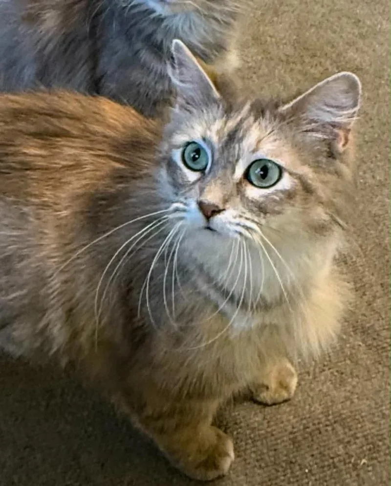 An adult small-sized female Domestic Long Hair cat named Sadie for adoption in Urbandale, IA