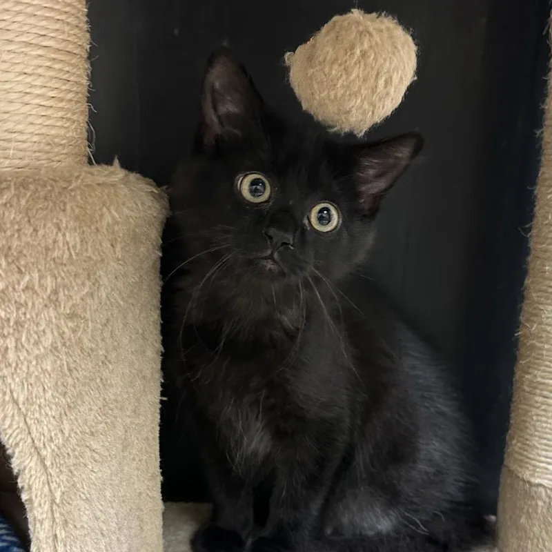 A baby small-sized male Black Domestic Short Hair cat named Bunny for adoption in Naperville, IL