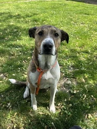 An adult small-sized male Mixed Breed dog named Burt for adoption in Scotia, NY