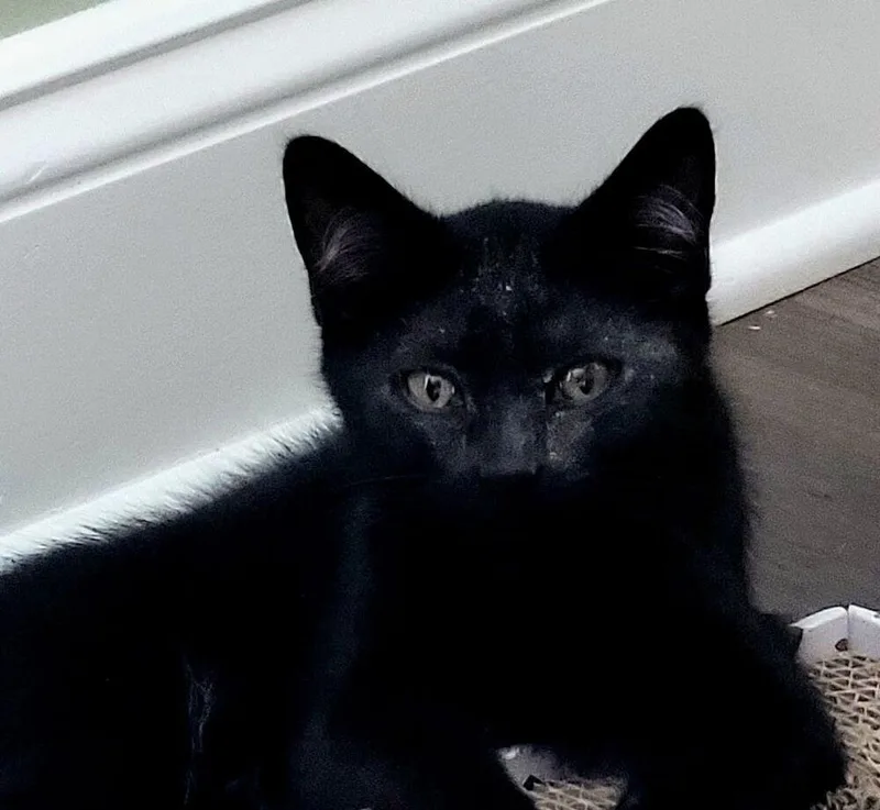 A baby small-sized male Black Domestic Short Hair cat named Blackberry for adoption in Greensboro, NC