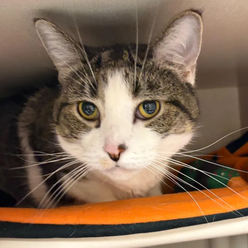 A senior large-sized female Brown / Chocolate Domestic Short Hair cat named Gracie for adoption in Mentor, OH