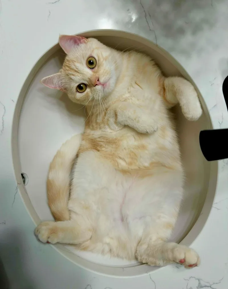 Simba & Luna thumbnail 2