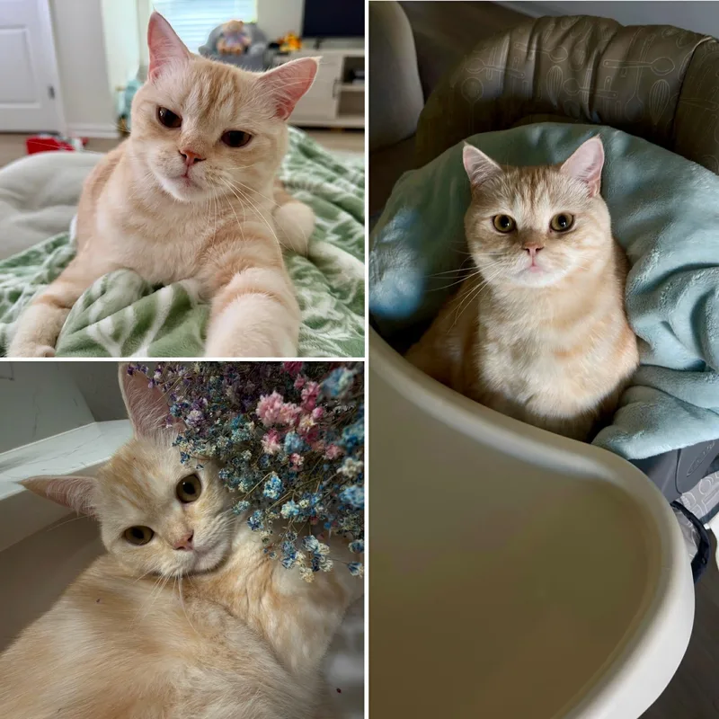 Simba & Luna thumbnail 3