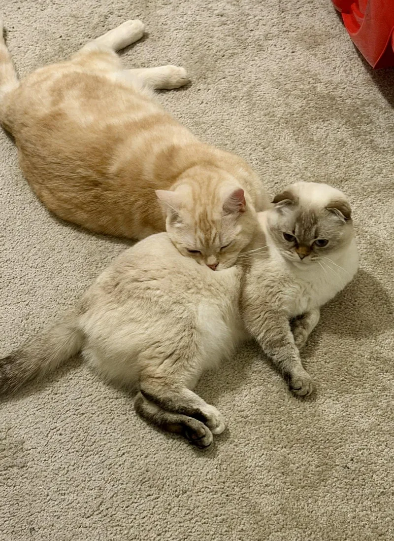 Simba & Luna thumbnail 4